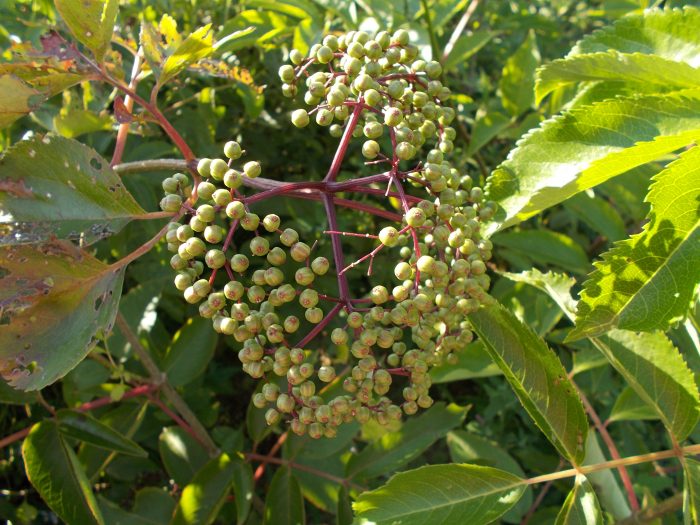 elderberry